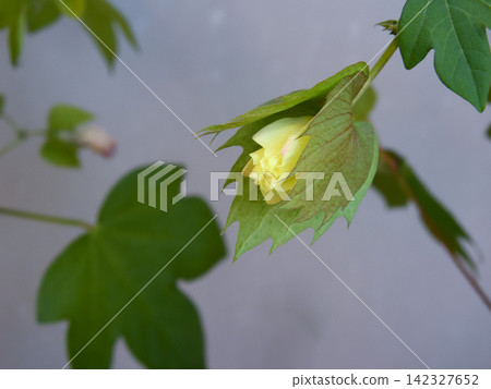 Cotton cultivation: Slightly opened buds Cotton cultivation: Slightly opened buds 142327652