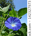 Morning glory, summer, summer vacation 142327973