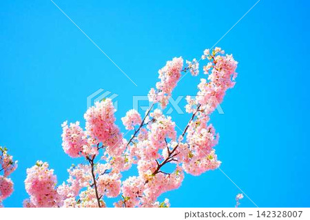 盛開的櫻花，櫻花，櫻花，櫻花，花瓣，染井吉野 142328007