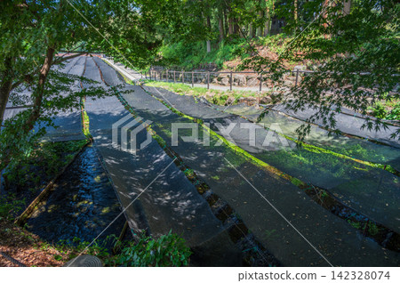 Daio wasabi farm landscape Daio wasabi farm landscape 142328074