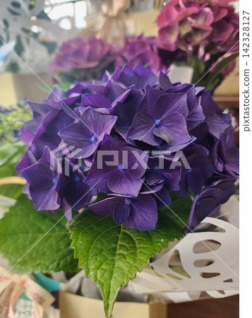 Hydrangea gift Hydrangea gift 142328127