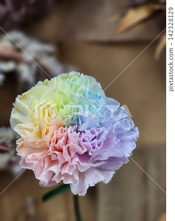 Rainbow Carnation Rainbow Carnation 142328129