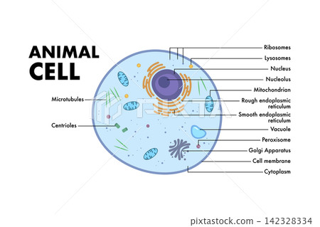 Animal cell anatomy structure diagram. Animal cell anatomy structure diagram. 142328334