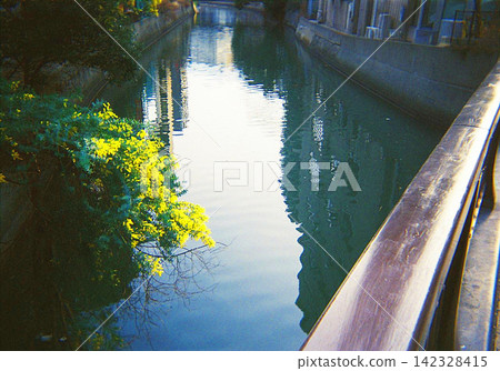 春天,含羞草花裝飾水邊。 春天,含羞草花裝飾水邊。 142328415