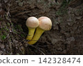 Yellow bolete growing at the base of a sawtooth oak tree 142328474