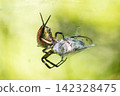 A golden orb-weaver spider preys on cicadas by entangling them in silk. 142328475