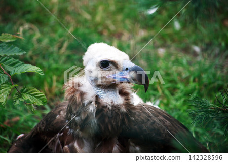 Vulture Bird At The Zoo Vulture Bird At The Zoo 142328596