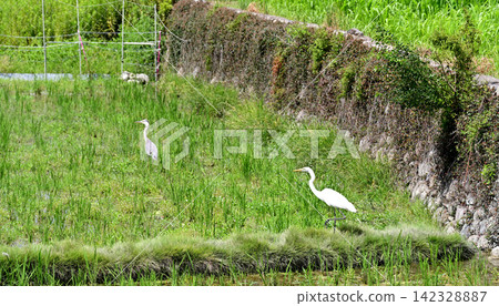 Rice paddy: Great Egret and Grey Heron Rice paddy: Great Egret and Grey Heron 142328887
