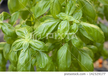一棵枝繁葉茂的羅勒樹 一棵枝繁葉茂的羅勒樹 142329177