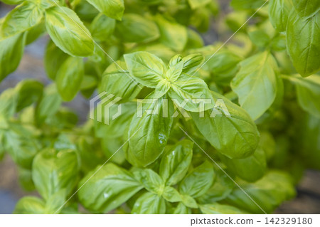 A basil tree full of green A basil tree full of green 142329180