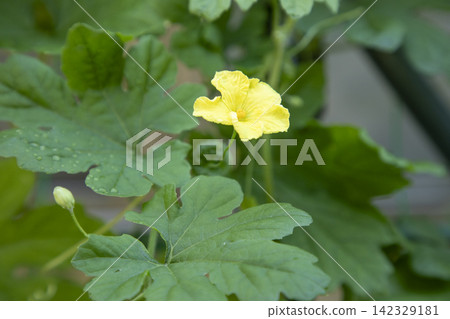 Yellow flower of bitter gourd Yellow flower of bitter gourd 142329181