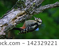 A Great Spotted Woodpecker searching for insects in the forest early in the morning. 142329221
