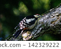 A Great Spotted Woodpecker searching for insects in the forest early in the morning. 142329222