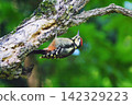 A Great Spotted Woodpecker searching for insects in the forest early in the morning. 142329223