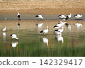A stork has flown to Kakogawa City. 142329417