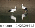 A stork has flown to Kakogawa City. 142329418
