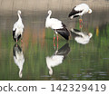 A stork has flown to Kakogawa City. 142329419