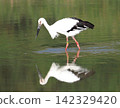 A stork has flown to Kakogawa City. 142329420