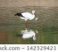 A stork has flown to Kakogawa City. 142329421