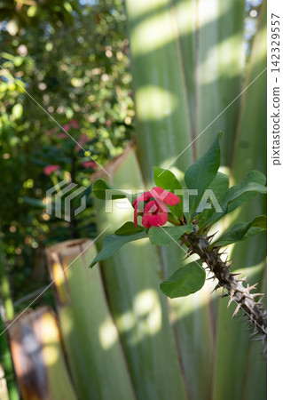 鐵海棠的紅色花朵和尖刺 鐵海棠的紅色花朵和尖刺 142329557