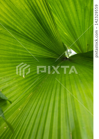 仙人掌棕櫚的大葉子形成美麗的放射狀圖案。 仙人掌棕櫚的大葉子形成美麗的放射狀圖案。 142329559