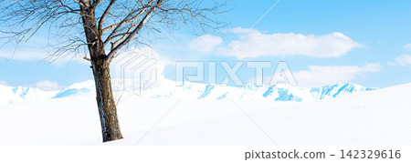 A simple landscape of a single winter tree against a clear blue winter sky in Biei, Hokkaido. A simple landscape of a single winter tree against a clear blue winter sky in Biei, Hokkaido. 142329616
