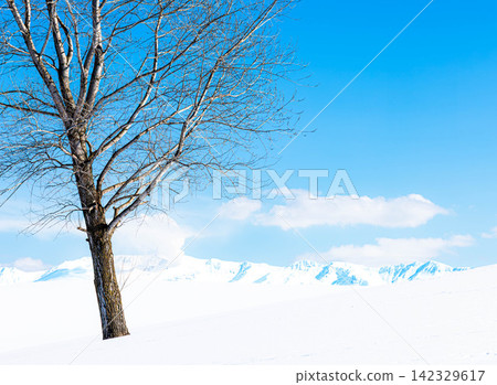 A simple landscape of a single winter tree against a clear blue winter sky in Biei, Hokkaido. A simple landscape of a single winter tree against a clear blue winter sky in Biei, Hokkaido. 142329617