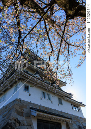 岐阜縣大垣市須俁城櫻花節 岐阜縣大垣市須俁城櫻花節 142329844
