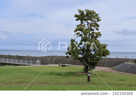 義經海濱公園:一片令人放鬆的草坪和樹木。 義經海濱公園:一片令人放鬆的草坪和樹木。 142330168
