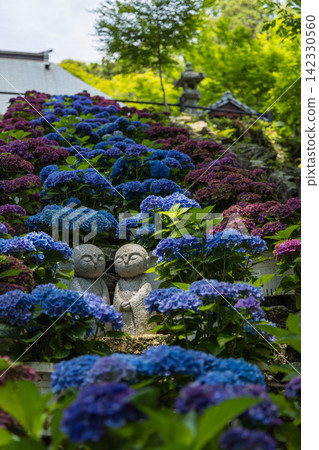 A Jizo statue surrounded by hydrangeas at Fumonji Temple in Kumotani-cho, Toyohashi City, Aichi Prefecture, Japan. A Jizo statue surrounded by hydrangeas at Fumonji Temple in Kumotani-cho, Toyohashi City, Aichi Prefecture, Japan. 142330560