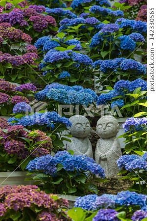A Jizo statue surrounded by hydrangeas at Fumonji Temple in Kumotani-cho, Toyohashi City, Aichi Prefecture, Japan. A Jizo statue surrounded by hydrangeas at Fumonji Temple in Kumotani-cho, Toyohashi City, Aichi Prefecture, Japan. 142330565