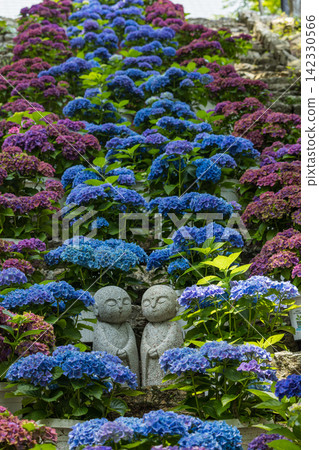 A Jizo statue surrounded by hydrangeas at Fumonji Temple in Kumotani-cho, Toyohashi City, Aichi Prefecture, Japan. A Jizo statue surrounded by hydrangeas at Fumonji Temple in Kumotani-cho, Toyohashi City, Aichi Prefecture, Japan. 142330566