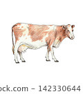 Adult dairy cow. Hand-drawn illustration created with fine black liner and colored pencils. Suitable for agriculture, rural life, dairy, countryside, and vintage-inspired designs. 142330644