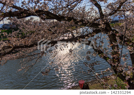 The sparkling water on the river surface and cherry blossom branches: A spring scene around Sumimata. The sparkling water on the river surface and cherry blossom branches: A spring scene around Sumimata. 142331294