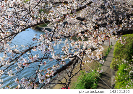 The sparkling water on the river surface and cherry blossom branches: A spring scene around Sumimata. The sparkling water on the river surface and cherry blossom branches: A spring scene around Sumimata. 142331295