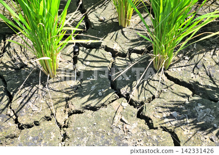 Drought, water shortage, and drought in rice paddies Drought, water shortage, and drought in rice paddies 142331426