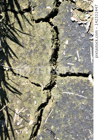 Drought, water shortage, and drought in rice paddies Drought, water shortage, and drought in rice paddies 142331447