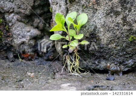 Green seedling sprouting through narrow crack in rough stone wall with visible roots. Small plant growing in difficult condition representing resilience and hope. Green seedling sprouting through narrow crack in rough stone wall with visible roots. Small plant growing in difficult condition representing resilience and hope. 142331614