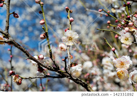 早春梅花盛開 早春梅花盛開 142331892