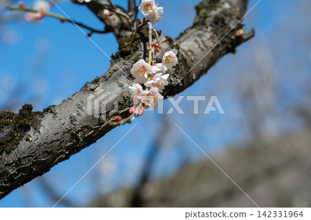 Plum blossom blooming against the blue sky Plum blossom blooming against the blue sky 142331964