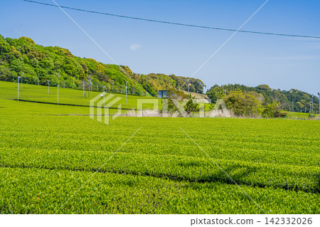袋井市(靜岡縣)三河茶園的風景 袋井市(靜岡縣)三河茶園的風景 142332026