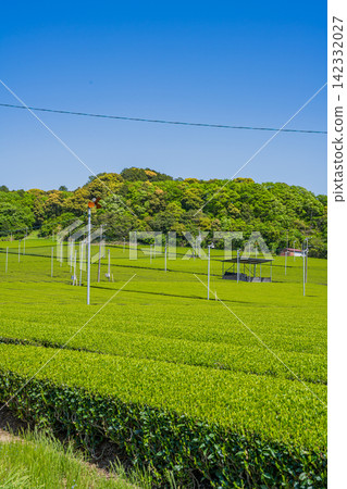 袋井市(靜岡縣)三河茶園的風景 袋井市(靜岡縣)三河茶園的風景 142332027