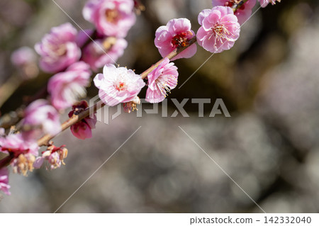 早春盛開的粉紅色梅花 早春盛開的粉紅色梅花 142332040