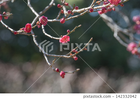 早春盛開的粉紅色梅花 早春盛開的粉紅色梅花 142332042