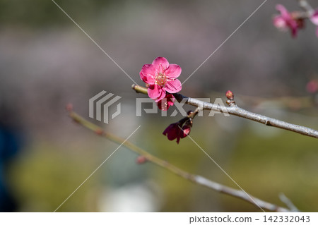 早春盛開的粉紅色梅花 早春盛開的粉紅色梅花 142332043