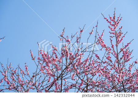 梅花在早春盛開 梅花在早春盛開 142332044