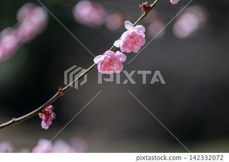 早春盛開的粉紅色梅花 早春盛開的粉紅色梅花 142332072