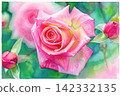 A watercolor painting of purple roses in bloom. 142332135