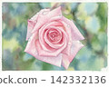 A watercolor painting of purple roses in bloom. 142332136
