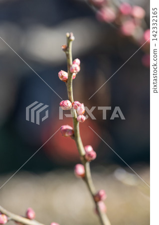 早春時節,梅花和花苞開始綻放,背景柔和模糊。 早春時節,梅花和花苞開始綻放,背景柔和模糊。 142332165